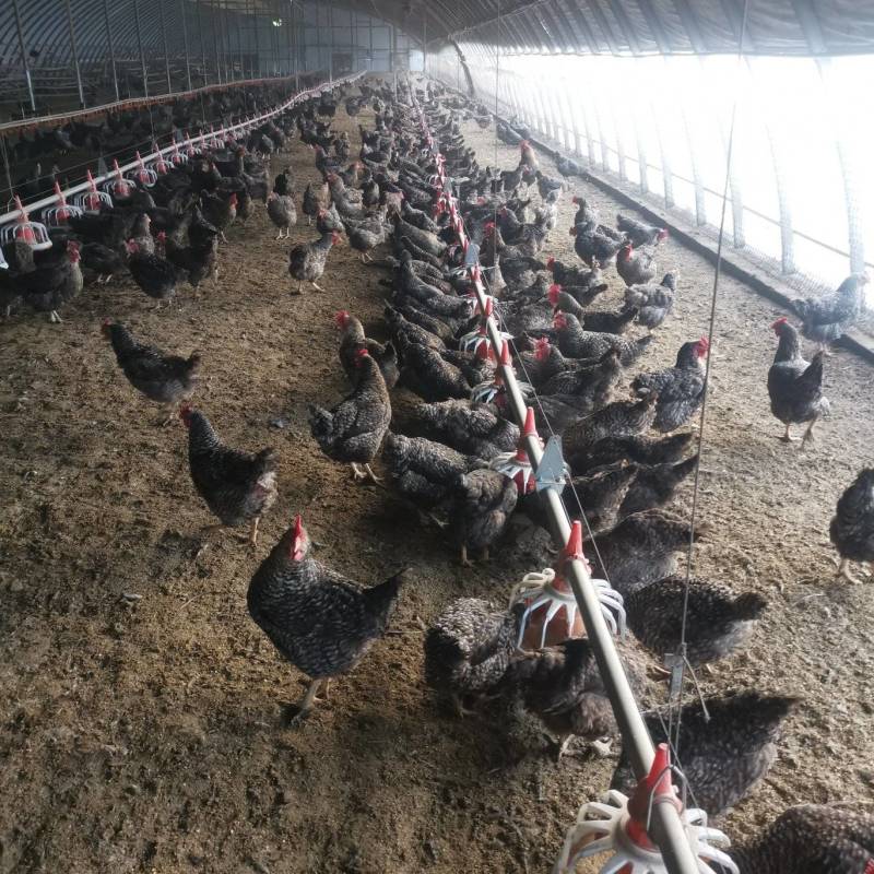 11个多月散养粮食老母鸡