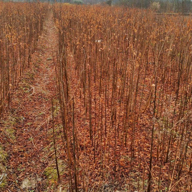 栾树绿化造林树有1—20公分多年育苗基地，欢迎采购商前来考察