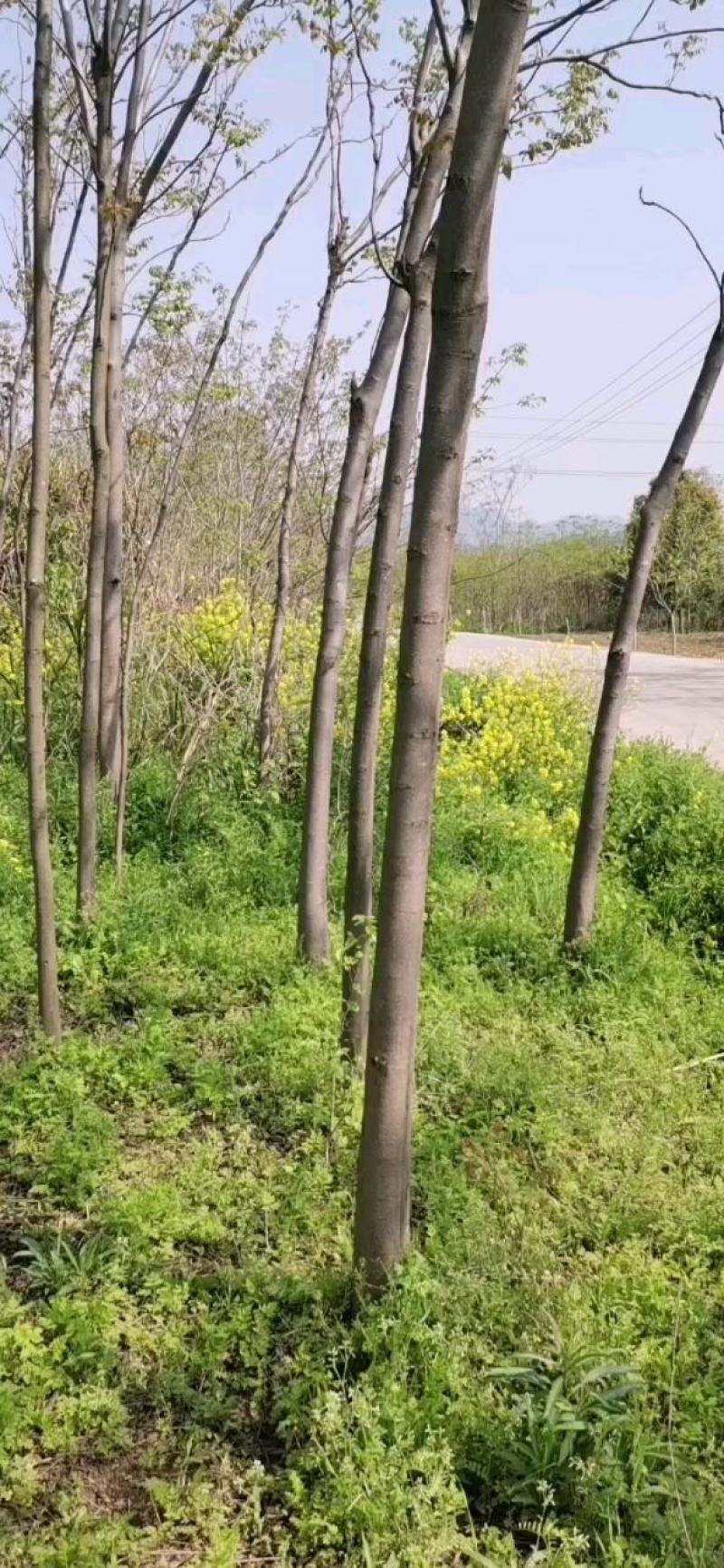 栾树绿化造林树有1—20公分多年育苗基地，欢迎采购商前来考察