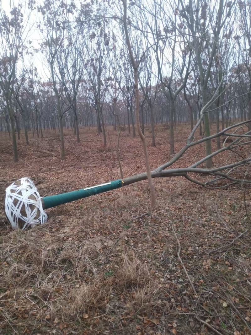 栾树绿化造林树有1—20公分多年育苗基地，欢迎采购商前来考察