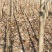 栾树绿化造林树有1—20公分多年育苗基地，欢迎采购商前来考察