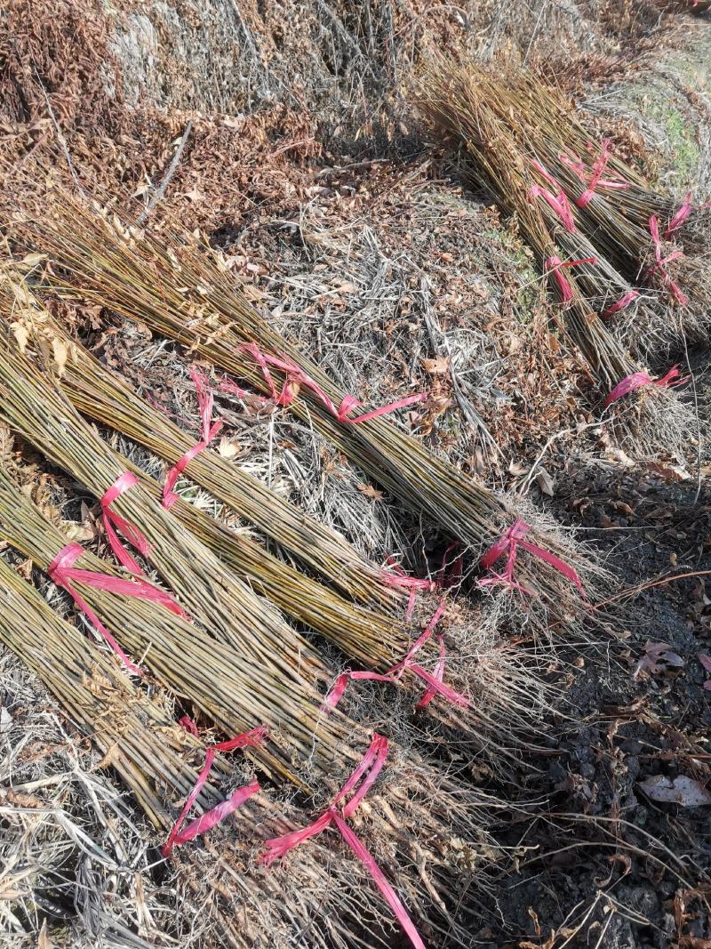 栾树绿化造林树有1—20公分多年育苗基地，欢迎采购商前来考察