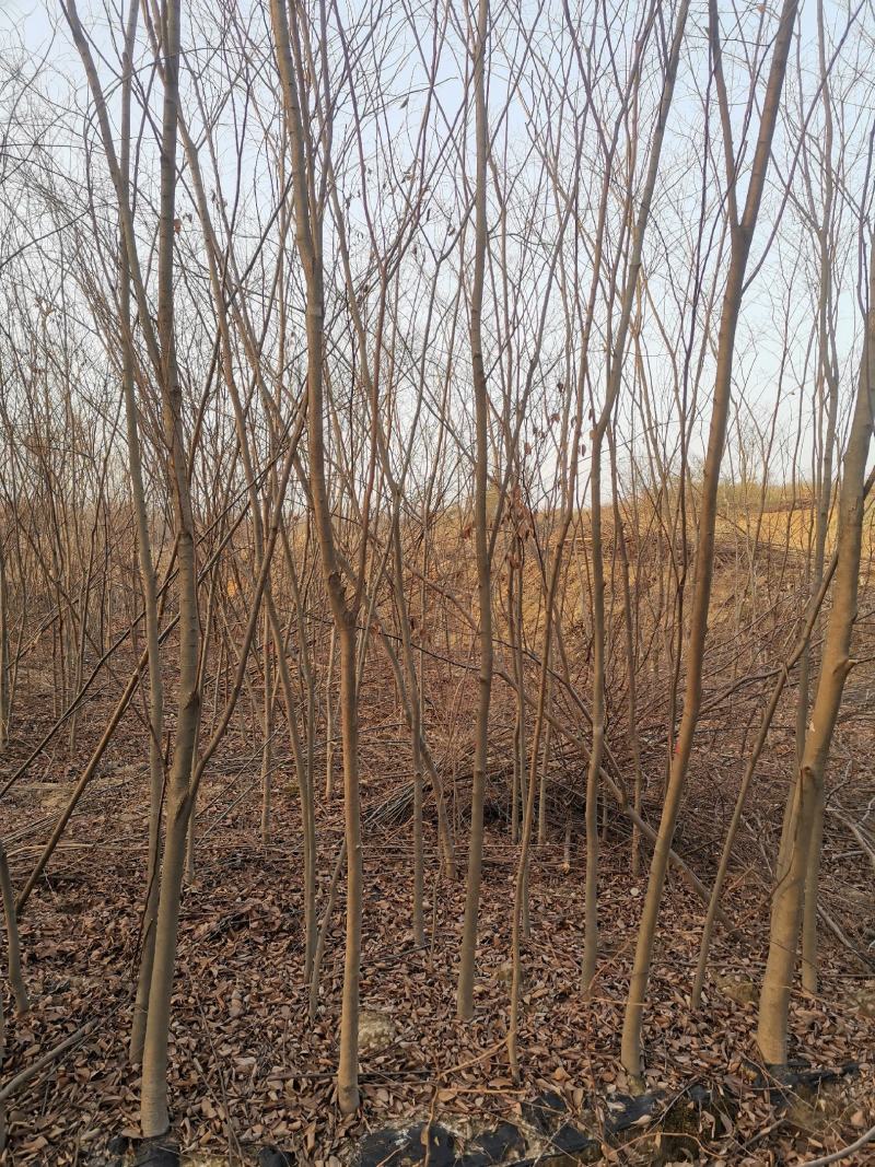 栾树绿化造林树有1—20公分多年育苗基地，欢迎采购商前来考察