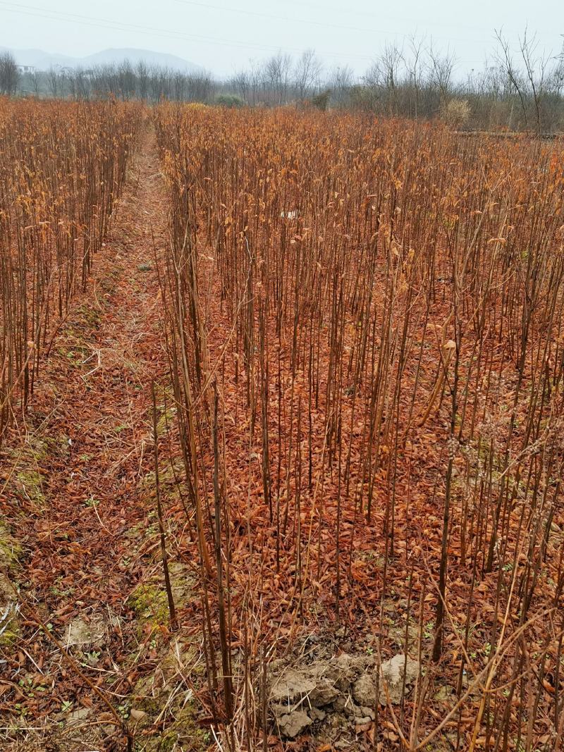 栾树绿化造林树有1—20公分多年育苗基地，欢迎采购商前来考察
