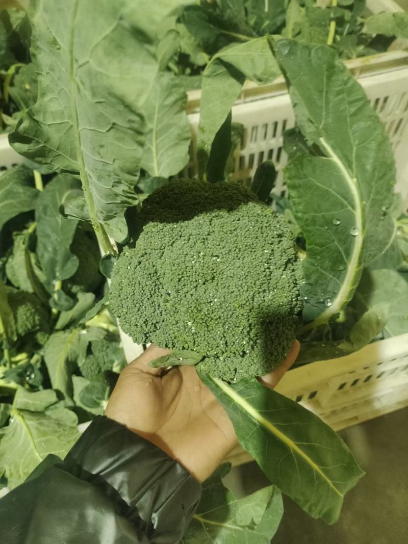精品西蓝花，颜色好，个头不大，根子小，商超品质供货量大