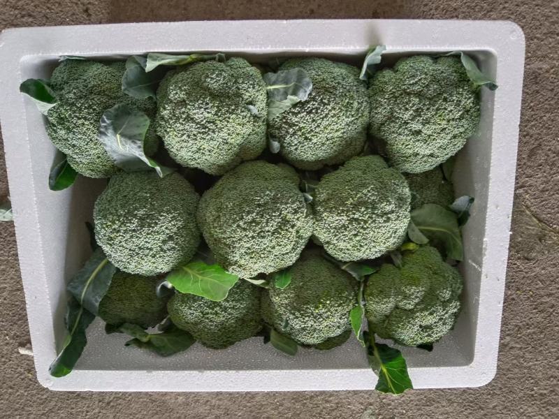 精品西蓝花，颜色好，个头不大，根子小，商超品质供货量大