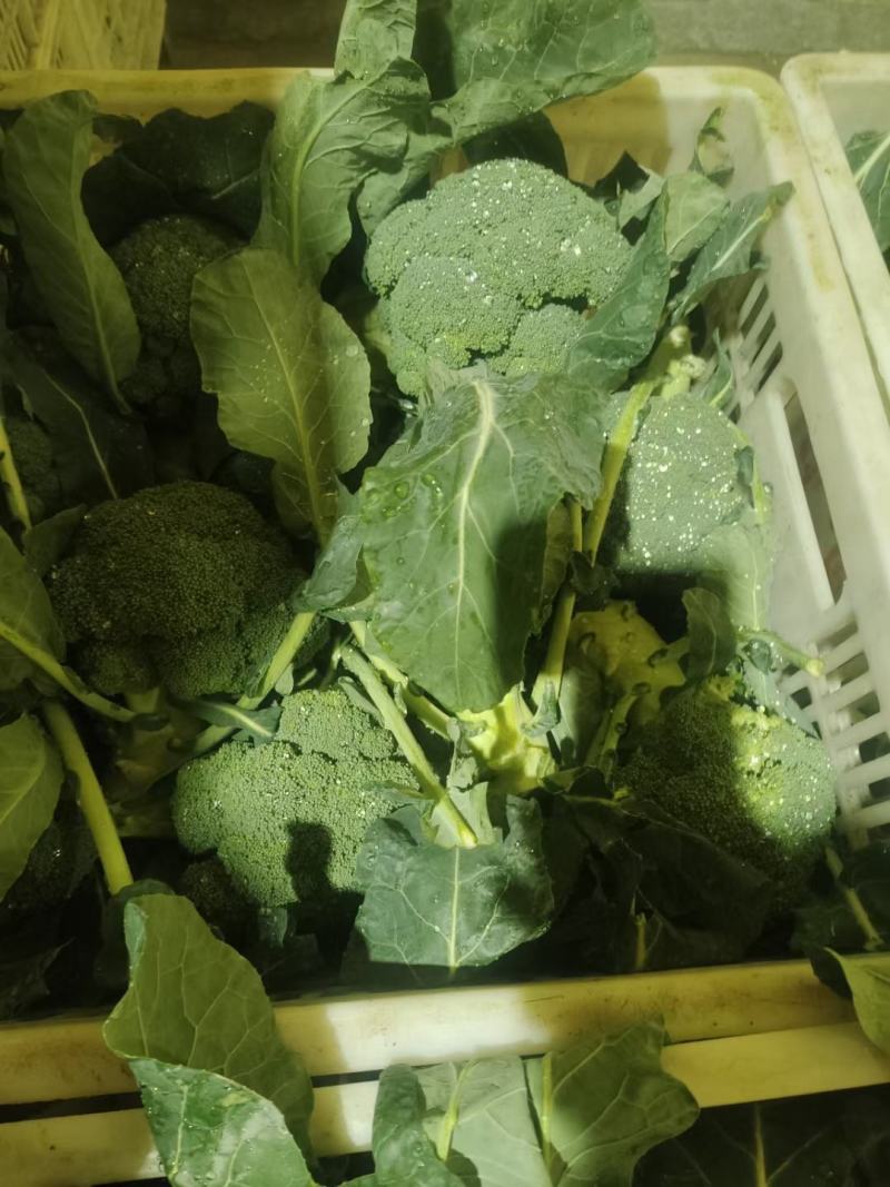 精品西蓝花，颜色好，个头不大，根子小，商超品质供货量大
