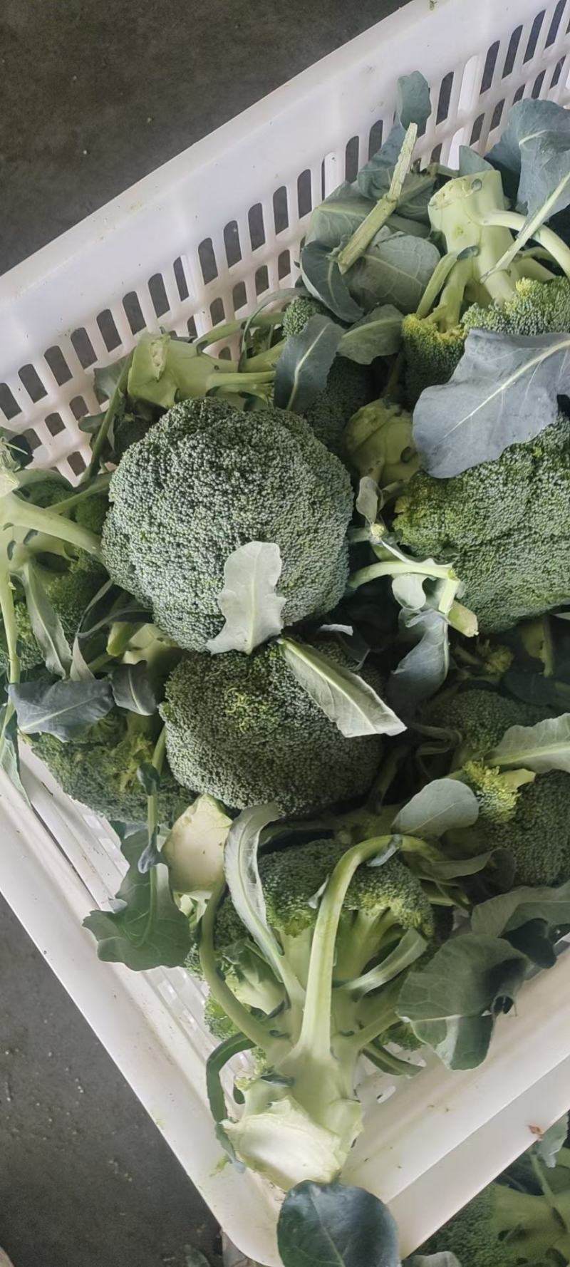 精品西蓝花，颜色好，个头不大，根子小，商超品质供货量大