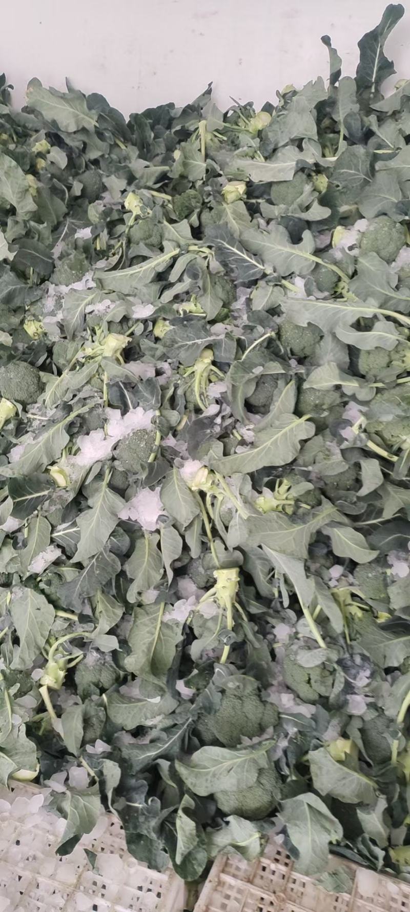 精品西蓝花，颜色好，个头不大，根子小，商超品质供货量大