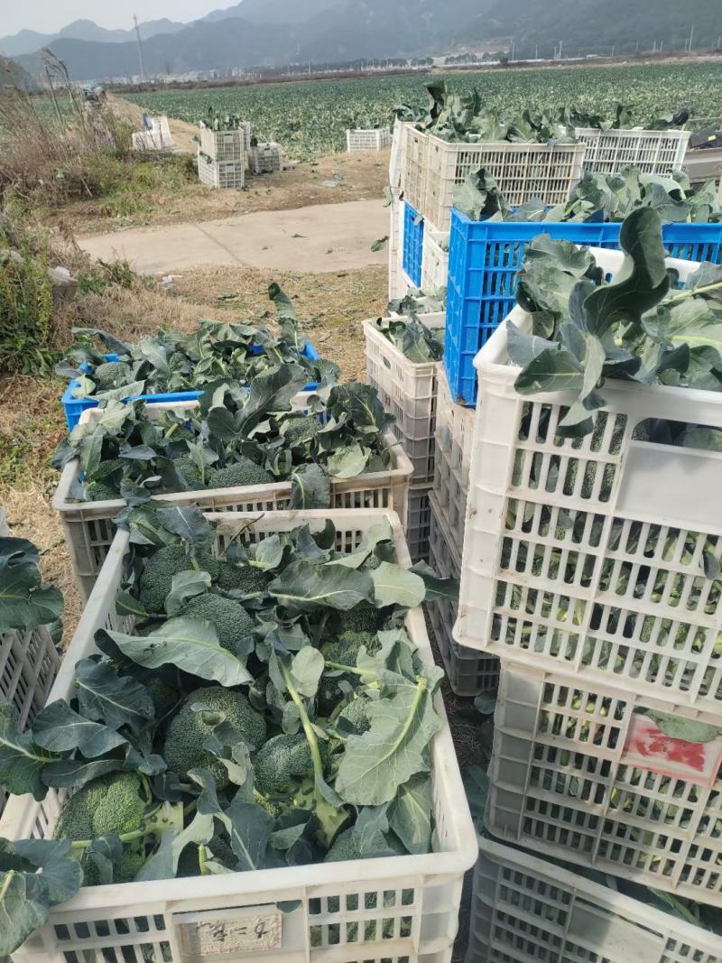 精品西蓝花，颜色好，个头不大，根子小，商超品质供货量大