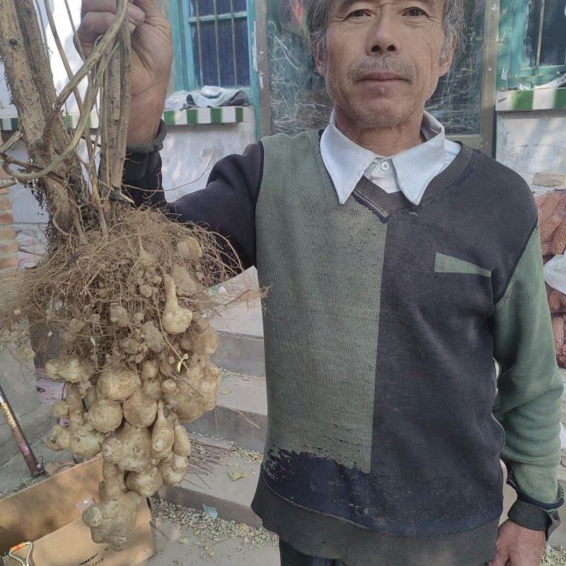山东千亩沙地洋姜基地大量出货精选洋姜种子