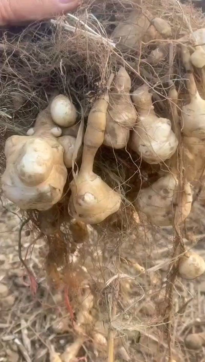 山东千亩沙地洋姜基地大量出货精选洋姜种子
