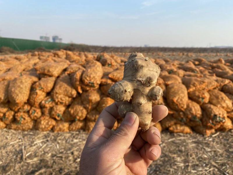 山东千亩沙地洋姜基地大量出货精选洋姜种子