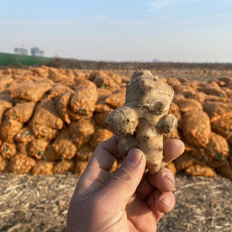 山东千亩沙地洋姜基地大量出货精选洋姜种子