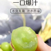 公安万亩阳光玫瑰葡萄，红提🍇基地直採……