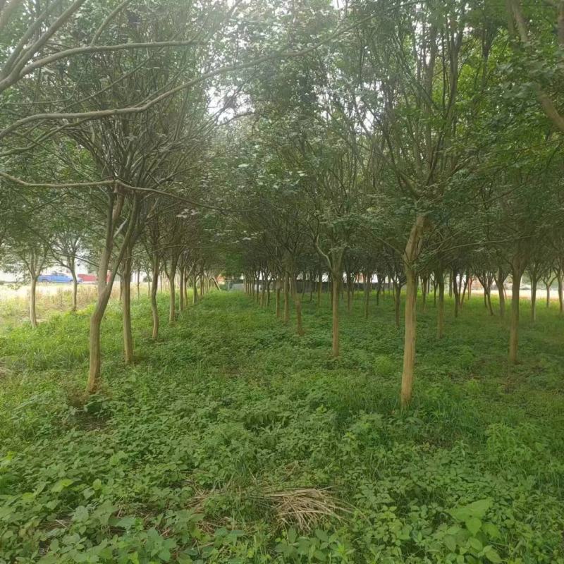 紫薇树苗有当年苗1到12公分，多年育苗基地，欢迎前来考察
