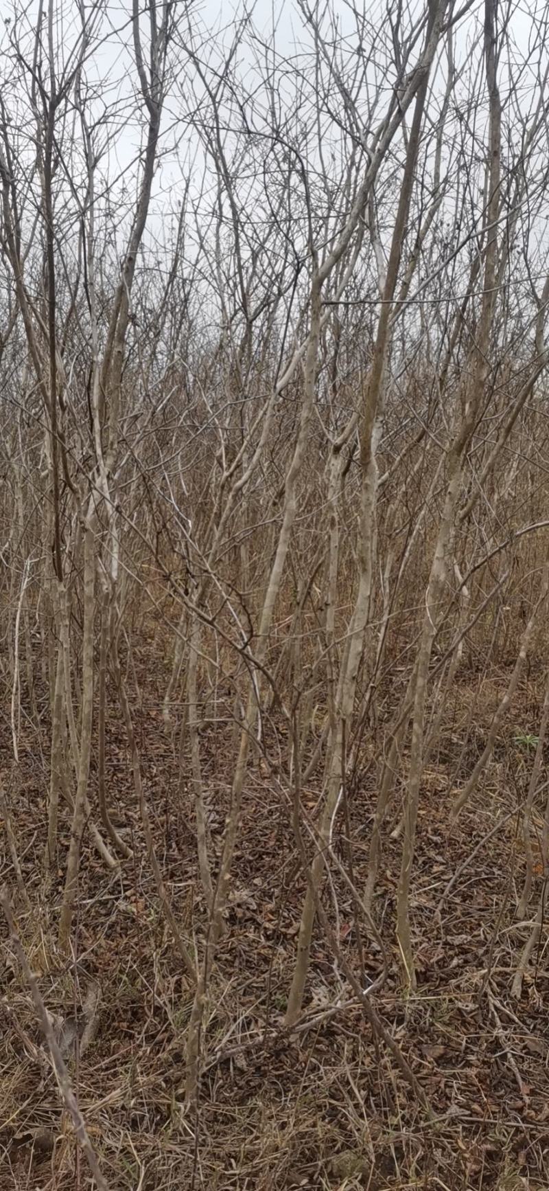 紫薇树苗有当年苗1到12公分，多年育苗基地，欢迎前来考察