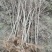 紫薇树苗有当年苗1到12公分，多年育苗基地，欢迎前来考察