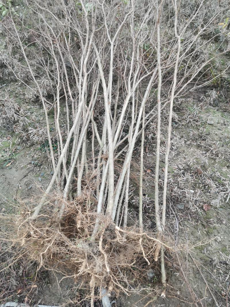 紫薇树苗有当年苗1到12公分，多年育苗基地，欢迎前来考察