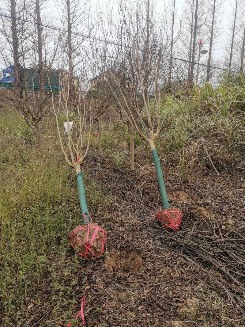 紫薇树苗有当年苗1到12公分，多年育苗基地，欢迎前来考察