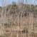重阳木有3至15公分，多年育苗基地，欢迎采购商前来考察