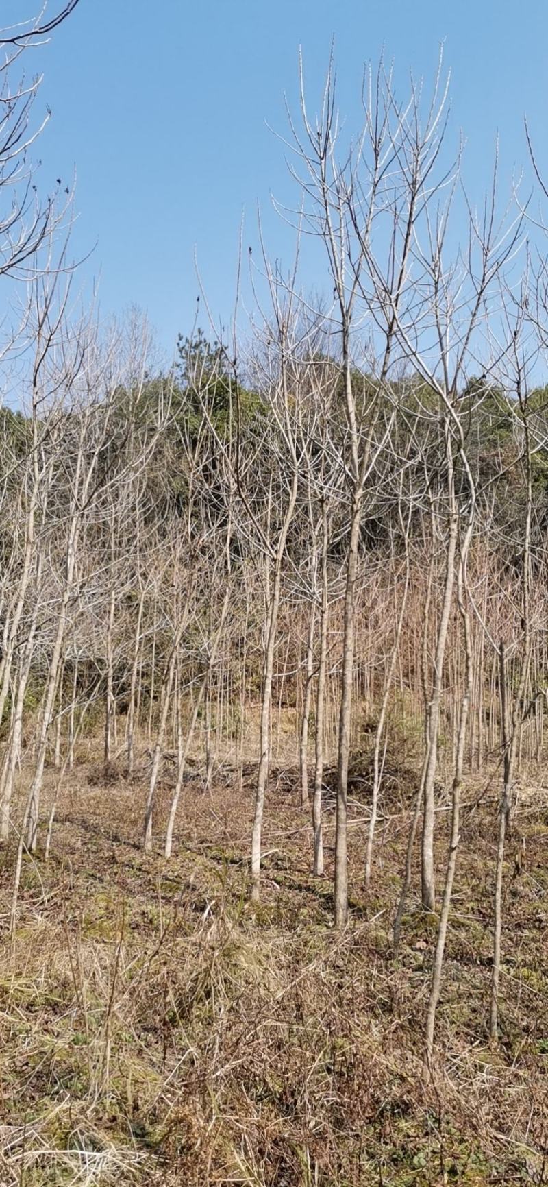 重阳木有3至15公分，多年育苗基地，欢迎采购商前来考察