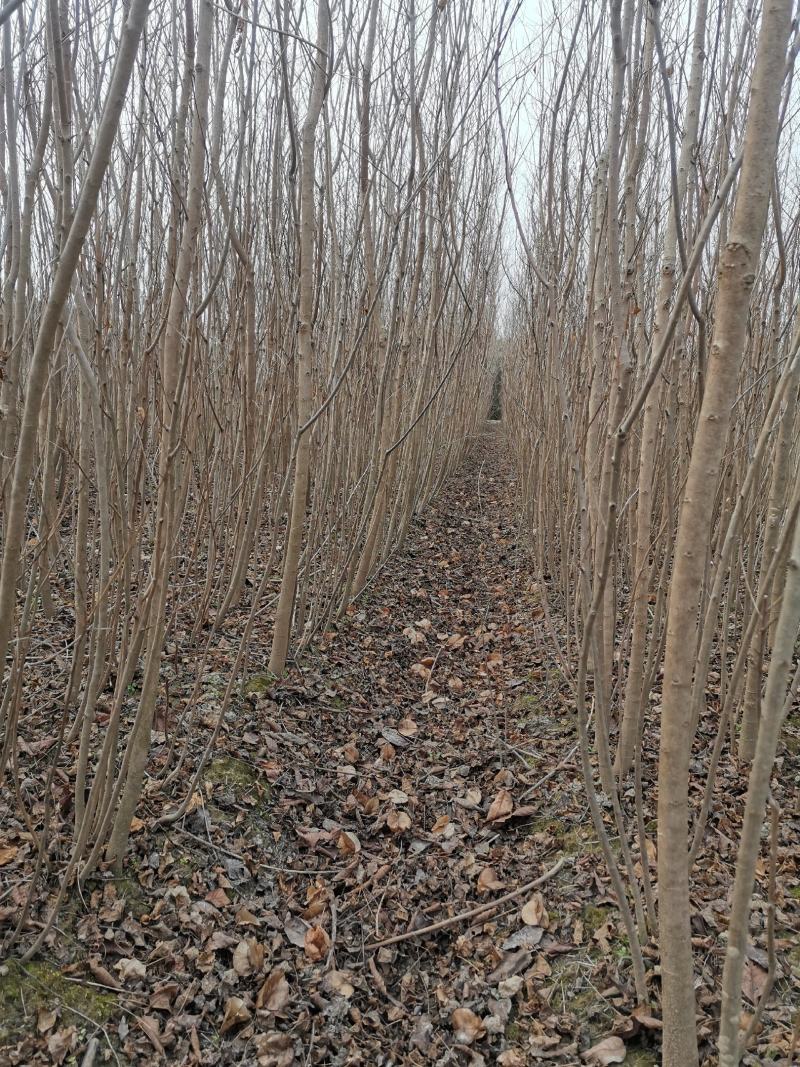 重阳木有3至15公分，多年育苗基地，欢迎采购商前来考察