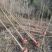 重阳木有3至15公分，多年育苗基地，欢迎采购商前来考察
