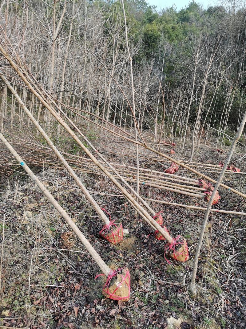 重阳木有3至15公分，多年育苗基地，欢迎采购商前来考察