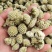 绿萝花包邮干货绿萝花颜色青绿一手货源量大从优