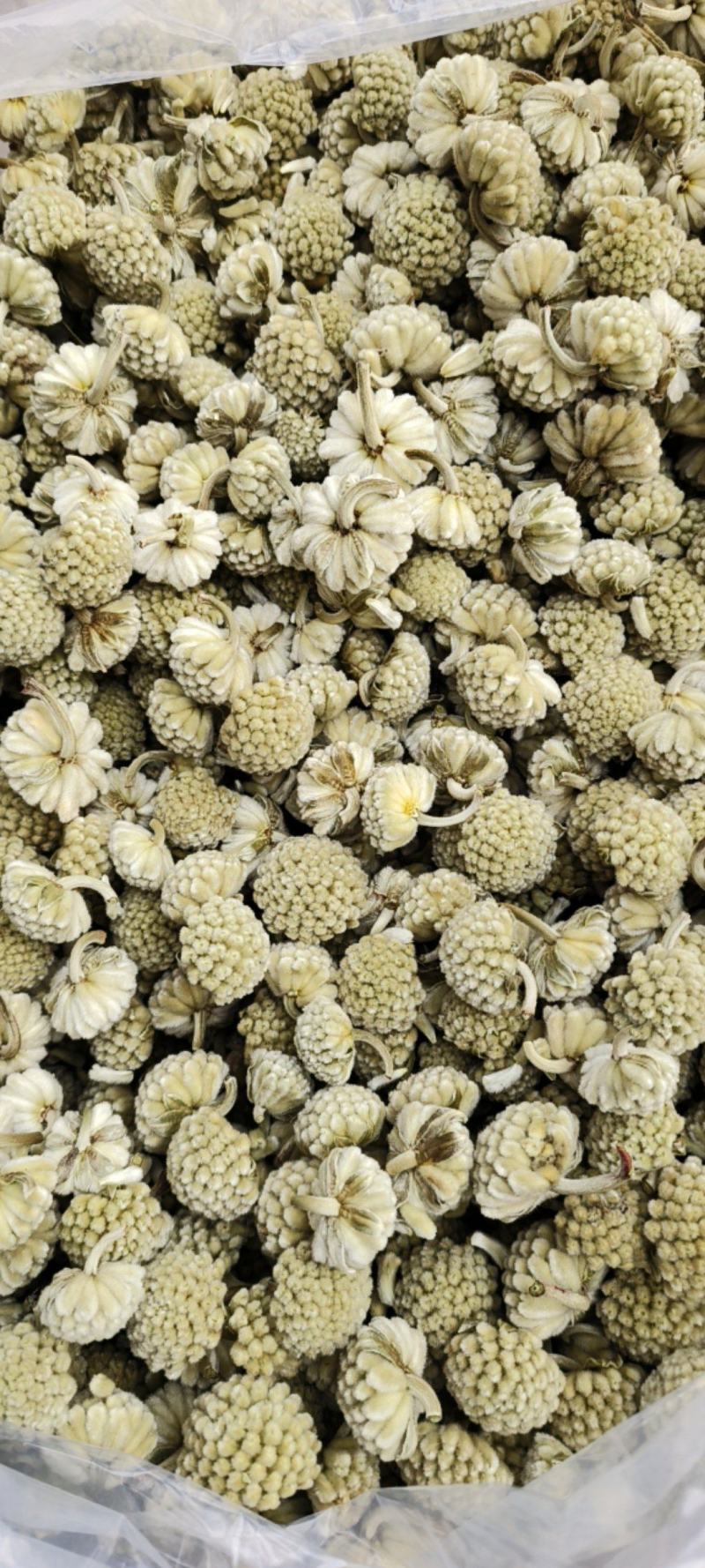 绿萝花包邮干货绿萝花颜色青绿一手货源量大从优