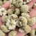 绿萝花包邮干货绿萝花颜色青绿一手货源量大从优