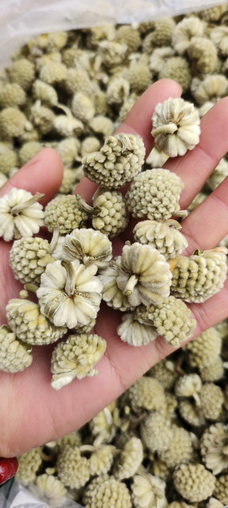 绿萝花包邮干货绿萝花颜色青绿一手货源量大从优