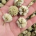 绿萝花包邮干货绿萝花颜色青绿一手货源量大从优