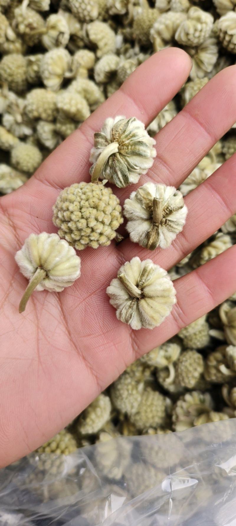 绿萝花包邮干货绿萝花颜色青绿一手货源量大从优