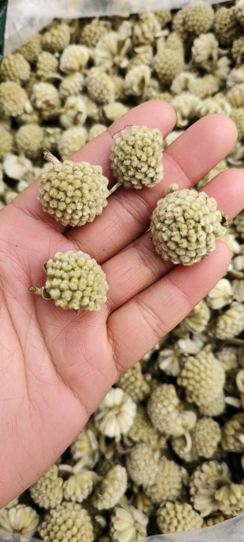 绿萝花包邮干货绿萝花颜色青绿一手货源量大从优
