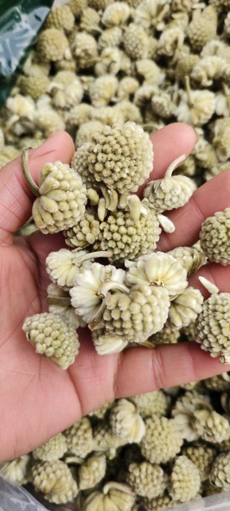 绿萝花包邮干货绿萝花颜色青绿一手货源量大从优