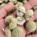 绿萝花包邮干货绿萝花颜色青绿一手货源量大从优