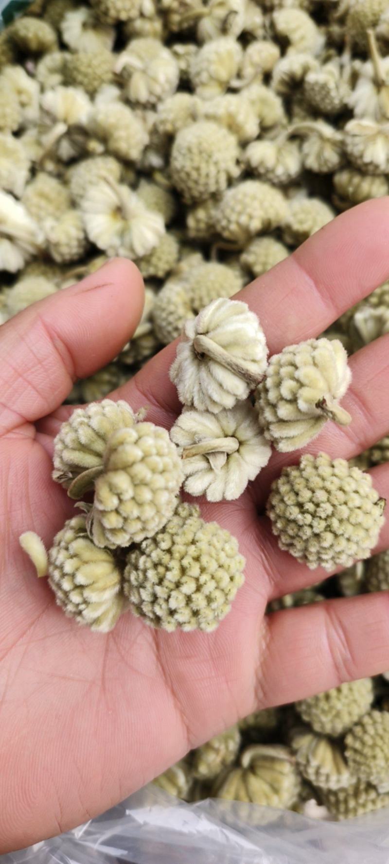 绿萝花包邮干货绿萝花颜色青绿一手货源量大从优