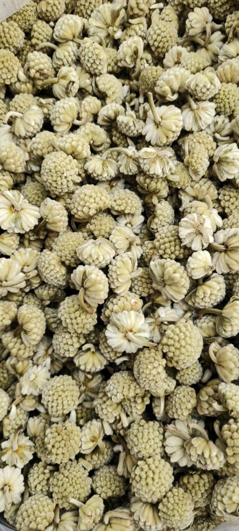 绿萝花包邮干货绿萝花颜色青绿一手货源量大从优