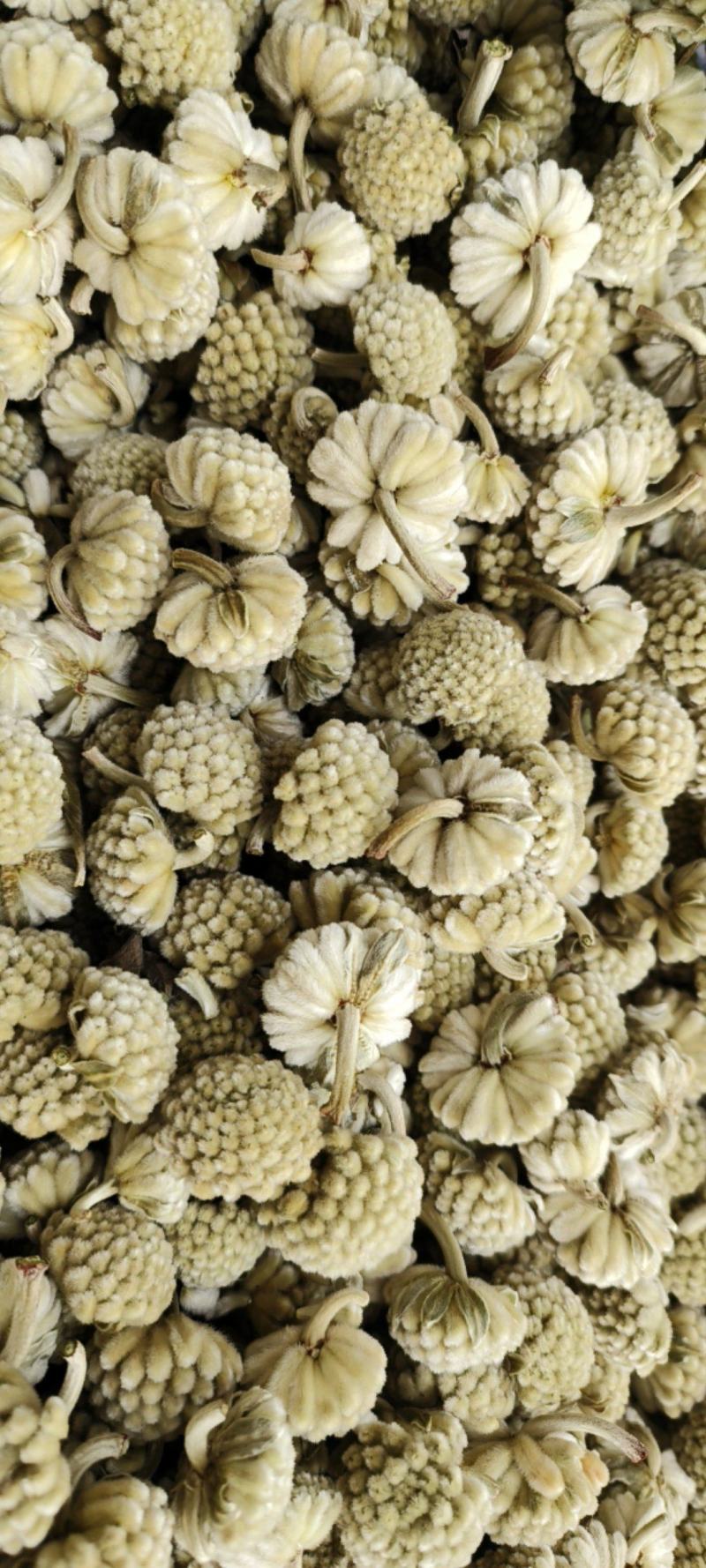 绿萝花包邮干货绿萝花颜色青绿一手货源量大从优