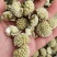 绿萝花包邮干货绿萝花颜色青绿一手货源量大从优