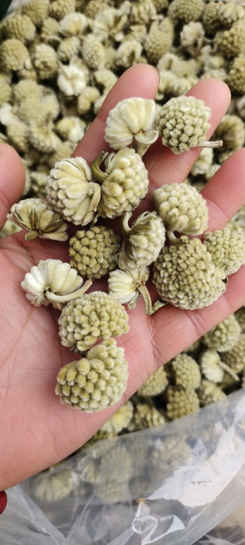 绿萝花包邮干货绿萝花颜色青绿一手货源量大从优