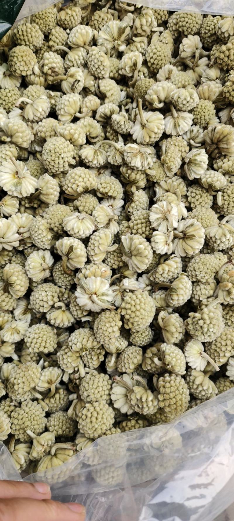 绿萝花包邮干货绿萝花颜色青绿一手货源量大从优