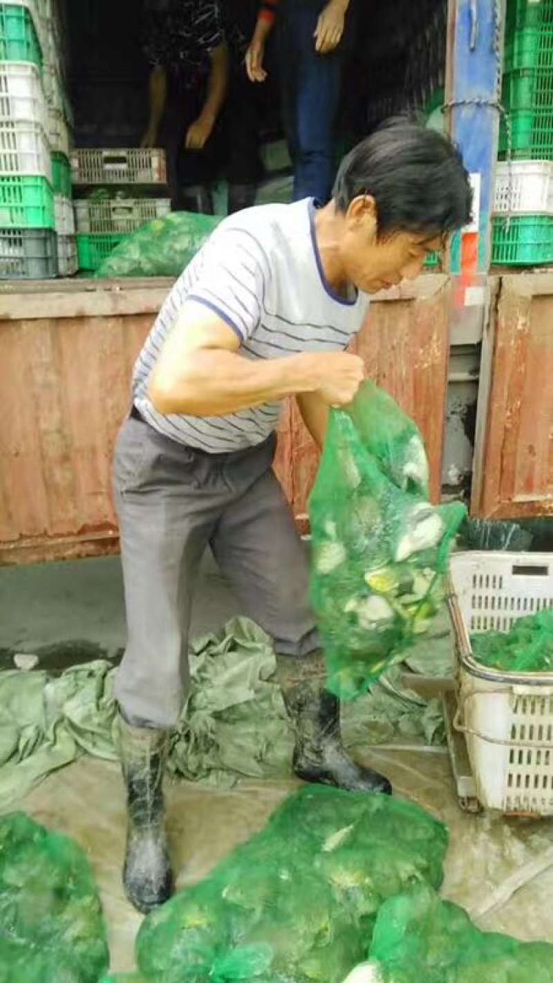 贵州牛蛙苗，美蛙苗，牛蛙蝌蚪，免费提供技术支持