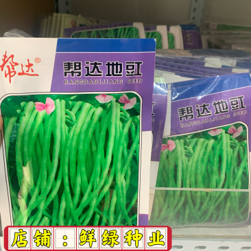 帮达地豇无架豇豆品种肉厚质嫩不易老耐贮运抗逆强