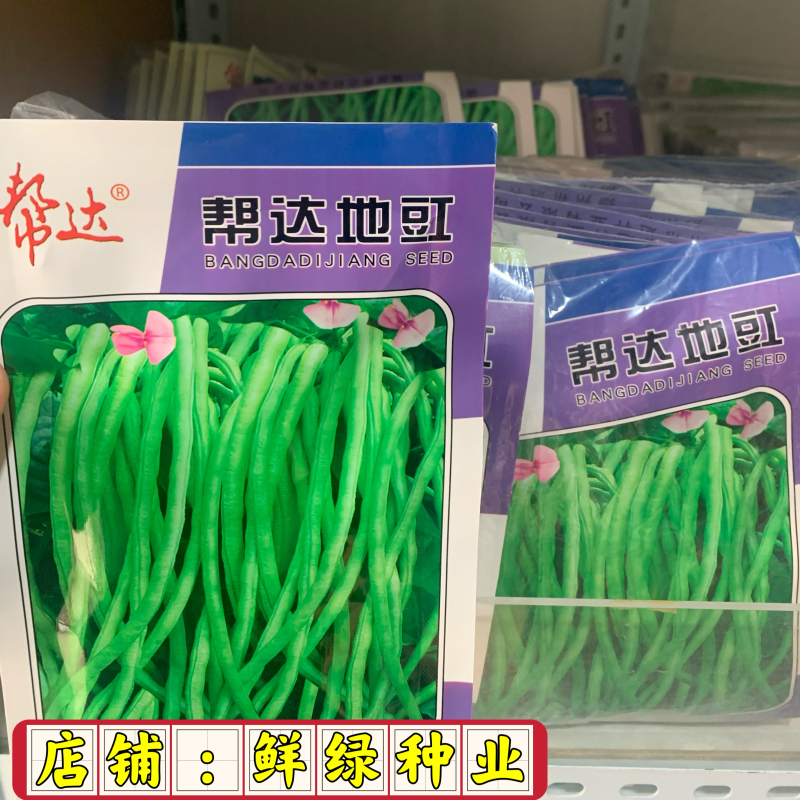 帮达地豇无架豇豆品种肉厚质嫩不易老耐贮运抗逆强