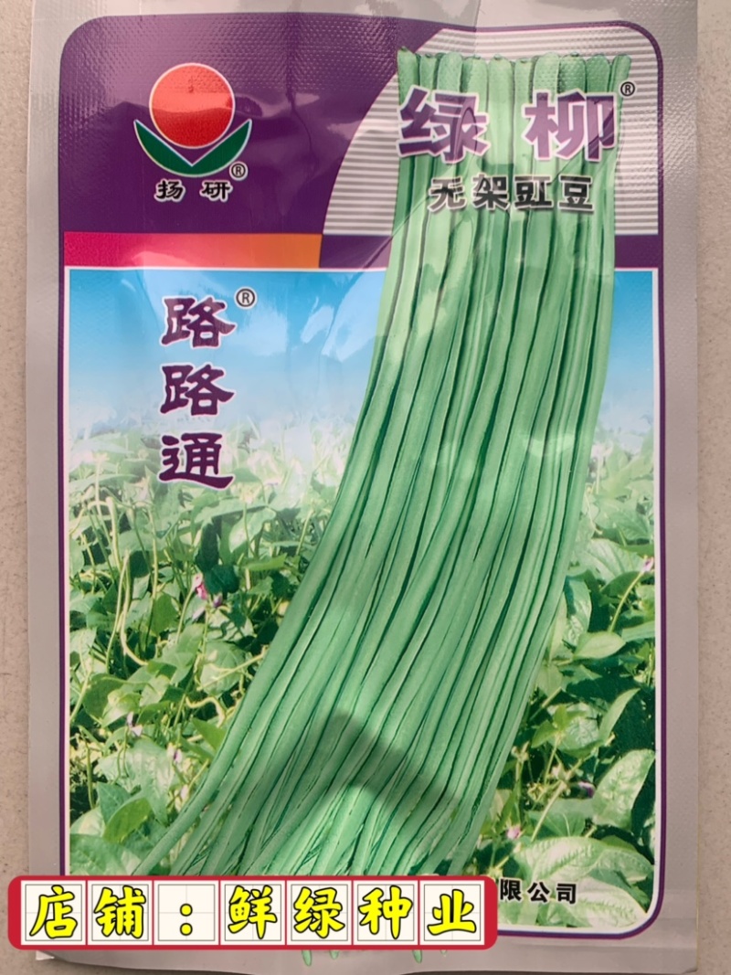 帮达地豇无架豇豆品种肉厚质嫩不易老耐贮运抗逆强