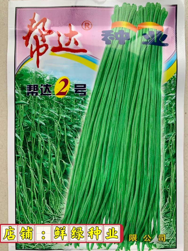 帮达地豇无架豇豆品种肉厚质嫩不易老耐贮运抗逆强
