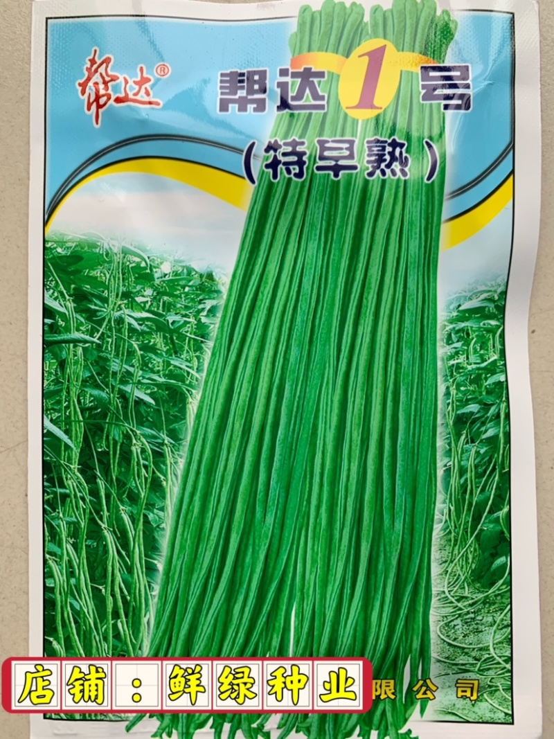 帮达地豇无架豇豆品种肉厚质嫩不易老耐贮运抗逆强